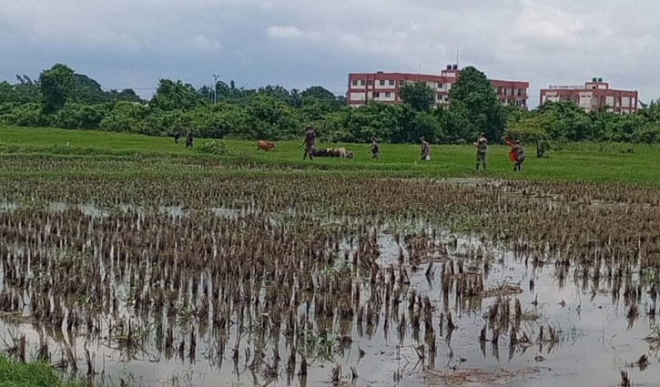 ঘাস খেতে খেতে সীমান্তের ওপারে ১০ গরু, ফেরত দিল বিএসএফ ঘাস খেতে খেতে সীমান্তের ওপারে ১০ গরু, ফেরত দিল বিএসএফ