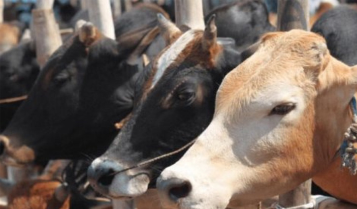 ঈদুল আজহায় দেশে ৯১ লাখ পশু কোরবানি ঈদুল আজহায় দেশে ৯১ লাখ পশু কোরবানি