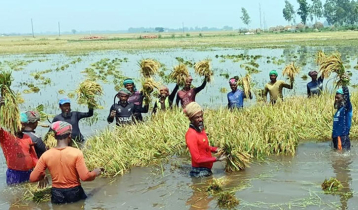 Crops on 113 hectares go under water in Sirajganj