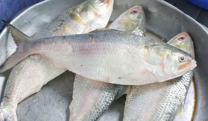 Hilsa price should not rise unreasonably: Adviser Farida