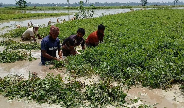 কুড়িগ্রামে বন্যায় ফসল হারিয়েছেন নদীপাড়ের কৃষকরা কুড়িগ্রামে বন্যায় ফসল হারিয়েছেন নদীপাড়ের কৃষকরা