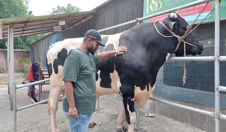 বগুড়ায় খামারে ১১০০ কেজির লাক্সারি প্রাডো