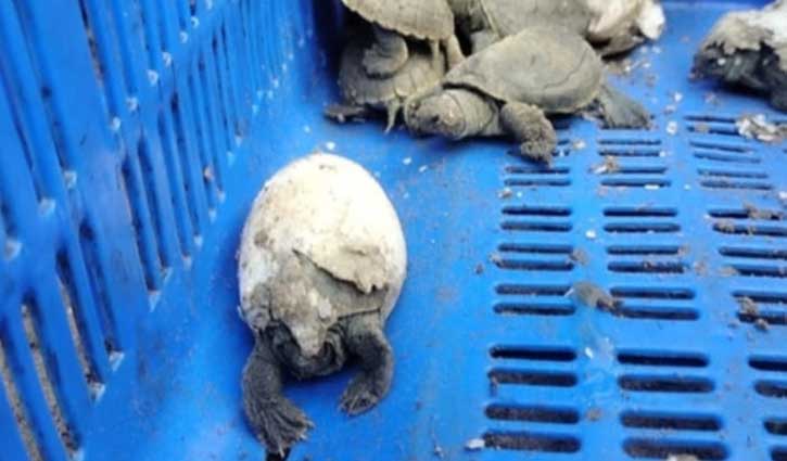 করমজলে বাটাগুর বাসকা কচ্ছপের ৬৫ বাচ্চার জন্ম