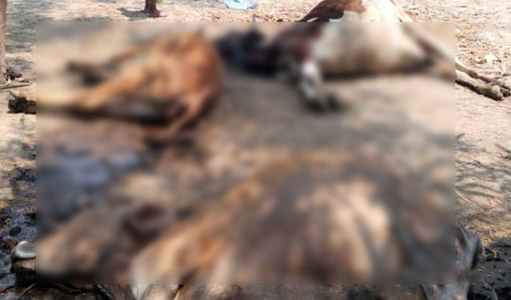 চাঁপাইনবাবগঞ্জে দুশ্চিন্তায় পশু পালনকারীরা চাঁপাইনবাবগঞ্জে দুশ্চিন্তায় পশু পালনকারীরা