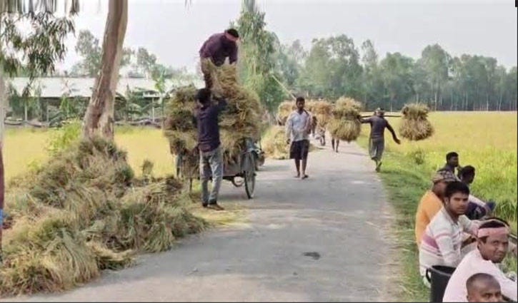 দিনাজপুরে বোরো ধান কাটা-মাড়াইয়ের মহোৎসব