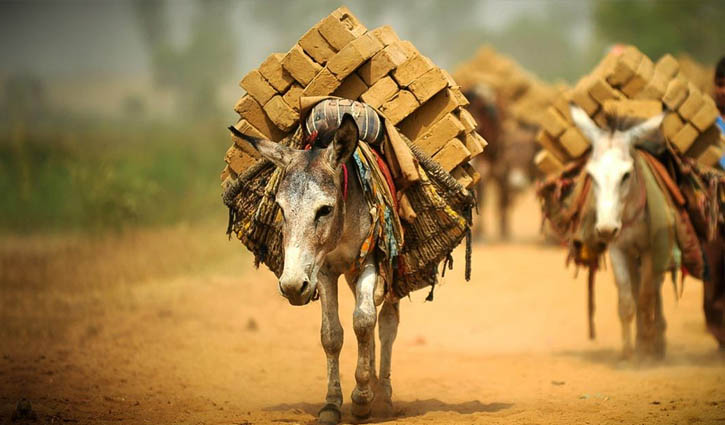 আজ বিশ্ব গাধা দিবস আজ বিশ্ব গাধা দিবস