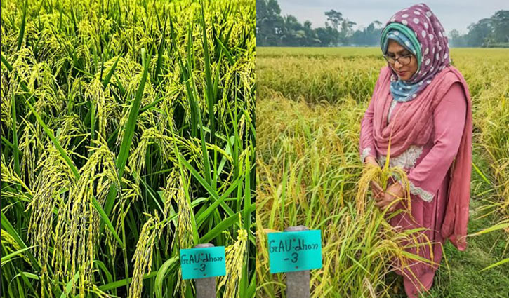 সুগন্ধিযুক্ত ও জিঙ্ক সমৃদ্ধ নতুন ধানের জাত উদ্ভাবন 