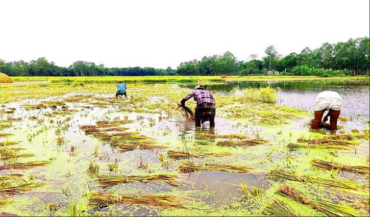 বোরো ধানের বাম্পার ফলনেও ক্ষতির মুখে কৃষক 