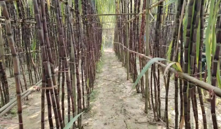 কালো জাতের আখ চাষে সফল মাসুদ