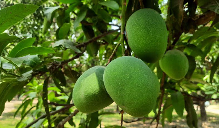 চাঁপাইনবাবগঞ্জে ২ হাজার কোটি টাকার আম বাণিজ্যের আশা চাঁপাইনবাবগঞ্জে ২ হাজার কোটি টাকার আম বাণিজ্যের আশা