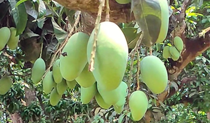 চুয়াডাঙ্গায় ২০০ কোটি টাকার আম বাণিজ্যের আশা