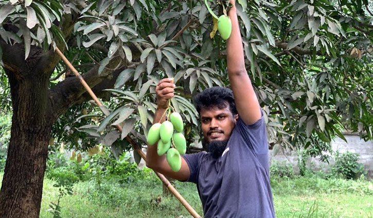 রাজশাহীতে আম নামানো শুরু