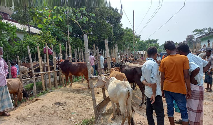সিন্ডিকেটের হাত থেকে রক্ষা পেলো পশুর হাট, বাড়ল রাজস্ব আয় সিন্ডিকেটের হাত থেকে রক্ষা পেলো পশুর হাট, বাড়ল রাজস্ব আয়
