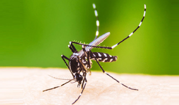ডেঙ্গু পরিস্থিতি ভয়াবহ হওয়ার শঙ্কা   