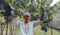 শখের সেই মিশ্র ফল বাগান এখন আয়ের দারুণ উৎস