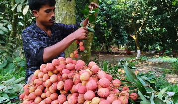 দেশজুড়ে ছড়িয়ে পড়ছে মঙ্গলবাড়িয়ার লিচুর সুনাম