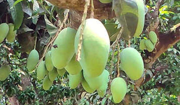চুয়াডাঙ্গায় ২০০ কোটি টাকার আম বাণিজ্যের আশা