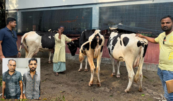 মুন্সীগঞ্জে খামার থেকে ডাকাতির গরু উদ্ধার, গ্রেপ্তার ২
