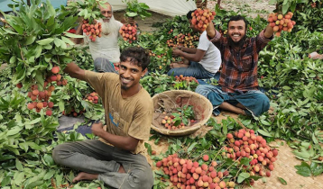 বাজারে সোনারগাঁয়ের লিচু, ৭ কোটি টাকার বিক্রির আশা 