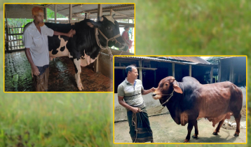 হাট কাঁপাতে প্রস্তুত সিরাজগঞ্জের বাবু-তুফান