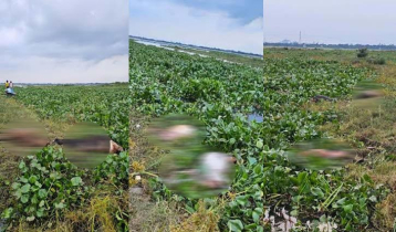 গজারিয়ায় জোয়ারের পানিতে ভেসে গেছে শতাধিক গরু 