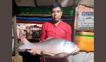 মেঘনায় জেলের জালে ১৯ কেজির কাতল, ১৬ হাজারে বিক্রি