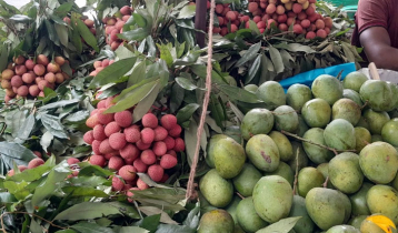 ১৫ মে থেকে নাটোরে আম-লিচু সংগ্রহ শুরু