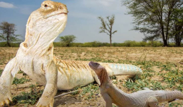 সান্ডা সম্পর্কে এই তথ্যগুলো জানেন?