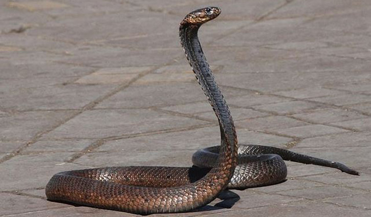 হবিগঞ্জে সাপের কামড়ে শিশুর মৃত্যু
