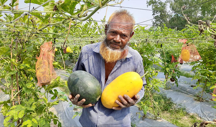 মাচায় ঝুলছে তিন রঙের তরমুজ মাচায় ঝুলছে তিন রঙের তরমুজ