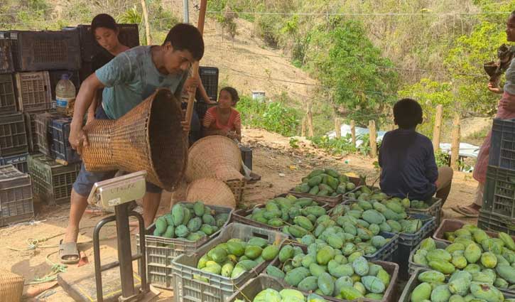 পাহাড়ে আমের ফলন কম, চাষিরা হতাশ