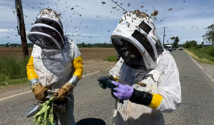 যুক্তরাষ্ট্রে ট্রাক থেকে পালিয়ে গেল ২৫ কোটি মৌমাছি, সতর্কতা জারি