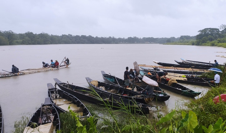 Mother carps release eggs in Halda river