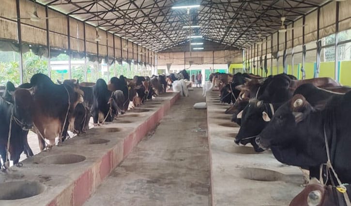 Sirajganj farmers expect to sell cattle worth Tk3,000cr
