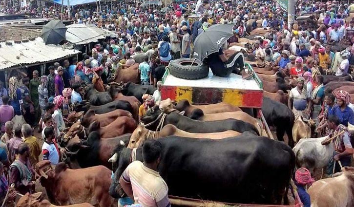 19 cattle markets in capital