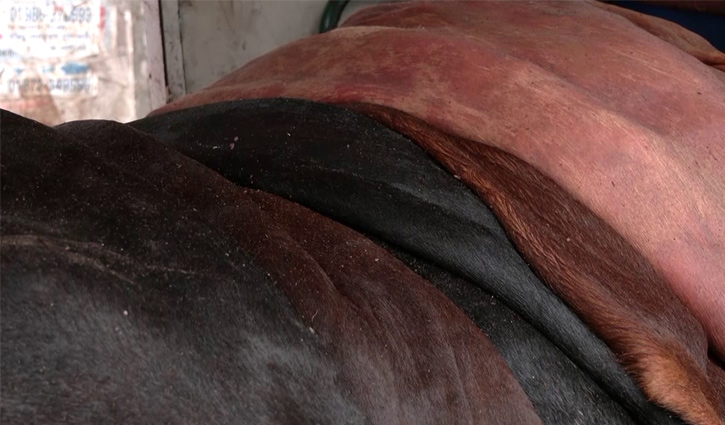 Eid-ul-Azha: Govt fixes rawhide prices