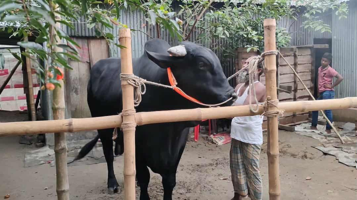 প্রতিদিন হাজার টাকার খাবার খায় ১১০০ কেজির ‘জেট ব্ল্যাক’
