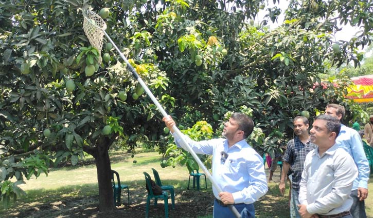 সাতক্ষীরায় আম সংগ্রহ ও বাজারজাতকরণের আনুষ্ঠানিক উদ্বোধন