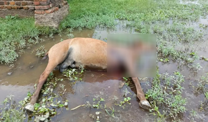 হাসপাতালে মনু মিয়া, জানেন না প্রিয় ঘোড়াটিও মেরে ফেলেছে দুর্বৃত্তরা হাসপাতালে মনু মিয়া, জানেন না প্রিয় ঘোড়াটিও মেরে ফেলেছে দুর্বৃত্তরা