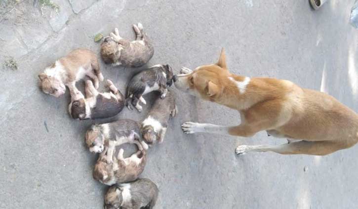 ৮ কুকুরছানা হত্যা: সরকারি বাসভবন ছাড়লেন সেই কর্মকর্তা