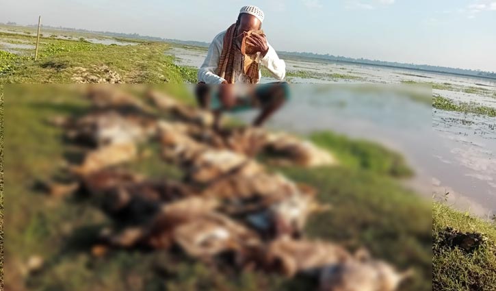 মৌলভীবাজারে বিষটোপে ৪৫০ হাঁসের মৃত্যু