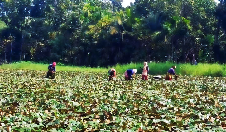 সাতক্ষীরায় বেড়েছে পানি ফলের চাষ, বিঘাপ্রতি লাভ ৭০ হাজার