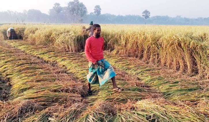 নড়াইলে এবার আমন ধানের বাম্পার ফলন