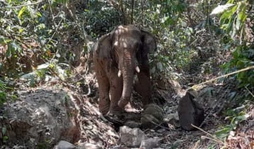 বান্দরবানে বন্যহাতির আক্রমণে শ্রমিক নিহত