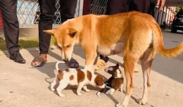 নতুন বাচ্চা পেল মা কুকুরটি, চোখে-মুখে স্বস্তি