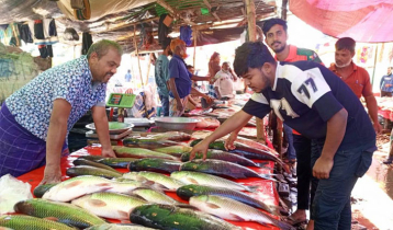 বগুড়ার হাটে-বাজারে নবান্নের মাছের মেলা
