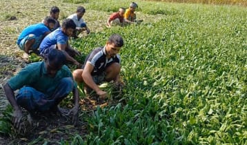 কিশোরগঞ্জে বিলাতি ধনিয়া পাতায় লাভবান কৃষক