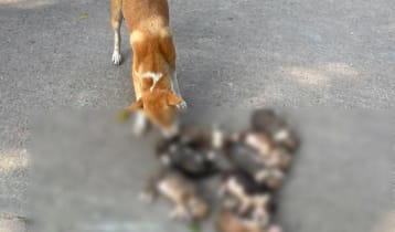 পাবনায় ৮ কুকুরছানা পুকুরে ডুবিয়ে হত্যার অভিযোগ