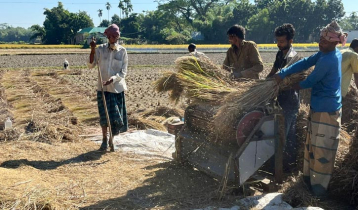 নেত্রকোণায় আমন কাটা শুরু, ব্যস্ত চাষির মুখে হাসি