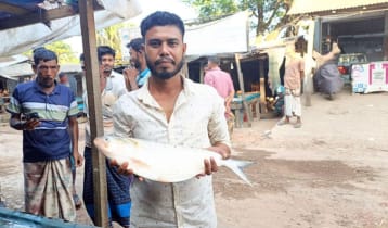 পায়রায় মিললো আড়াই কেজির ইলিশ, ১৬ হাজারে বিক্রি